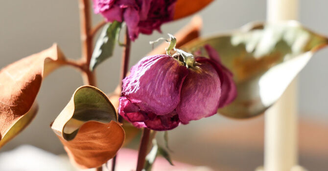 Closing the Gap: Why Teen and Young Adult Women's Health Deserves More