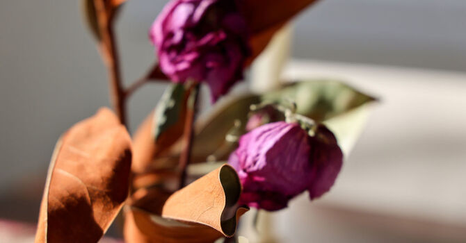 Sexual Medicine and Health